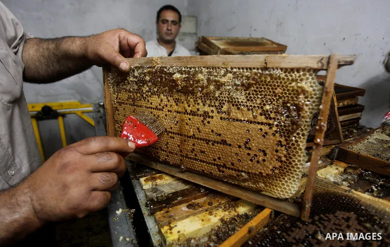 palestinian beekeepers inspect hives at an apiary near the central Gaza Strip refugee camp of Bureij on May 08, 2012. Husam El-Ashqar, the Gaza farmer who owns the apiary says his 35 hives produce some 350 kilos of honey...