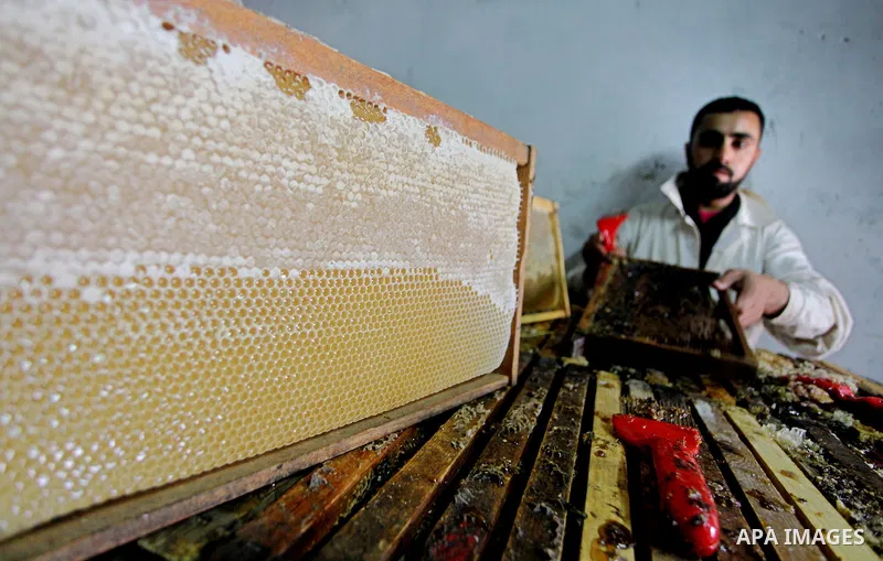 palestinian beekeepers inspect hives at an apiary near the central Gaza Strip refugee camp of Bureij on May 08, 2012. Husam El-Ashqar, the Gaza farmer who owns the apiary says his 35 hives produce some 350 kilos of honey...