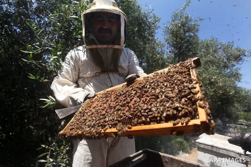 palestinian beekeepers inspect hives at an apiary near the central Gaza Strip refugee camp of Bureij on May 08, 2012. Husam El-Ashqar, the Gaza farmer who owns the apiary says his 35 hives produce some 350 kilos of honey...