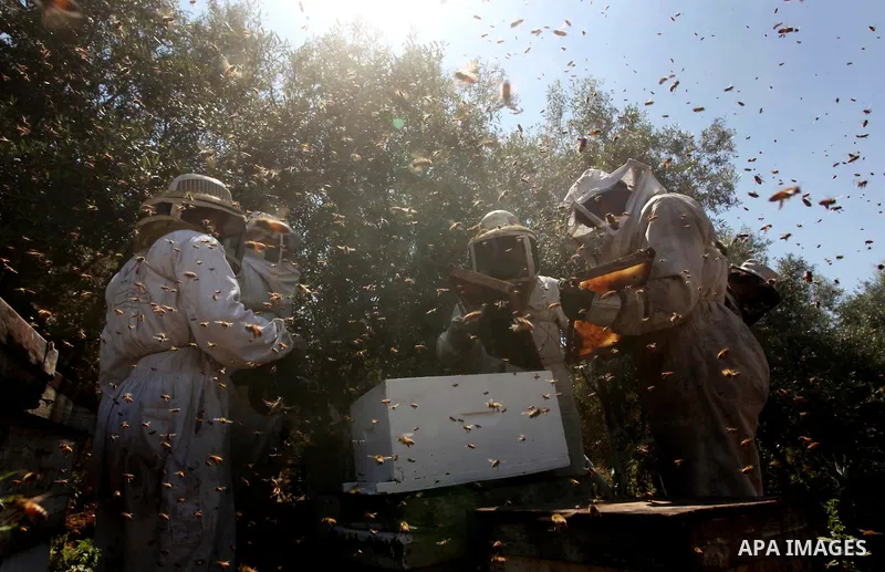 palestinian beekeepers inspect hives at an apiary near the central Gaza Strip refugee camp of Bureij on May 08, 2012. Husam El-Ashqar, the Gaza farmer who owns the apiary says his 35 hives produce some 350 kilos of honey...