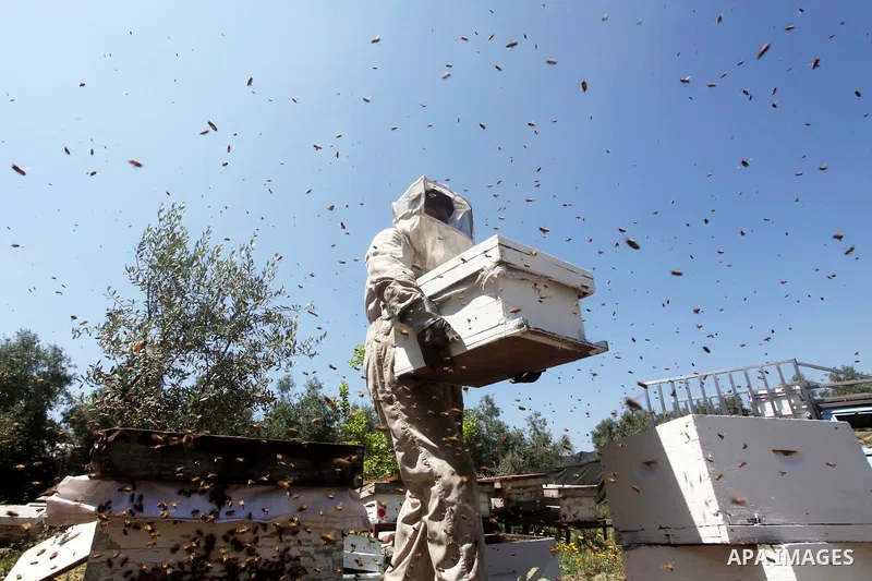 palestinian beekeepers inspect hives at an apiary near the central Gaza Strip refugee camp of Bureij on May 08, 2012. Husam El-Ashqar, the Gaza farmer who owns the apiary says his 35 hives produce some 350 kilos of honey...