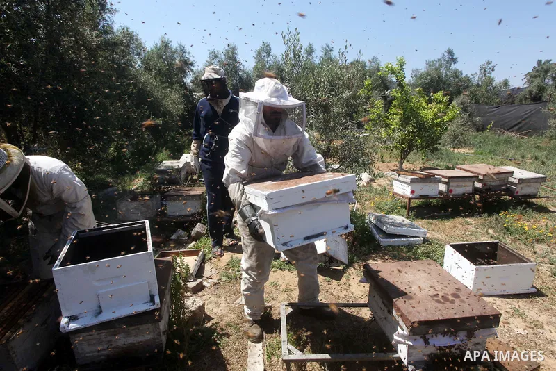 palestinian beekeepers inspect hives at an apiary near the central Gaza Strip refugee camp of Bureij on May 08, 2012. Husam El-Ashqar, the Gaza farmer who owns the apiary says his 35 hives produce some 350 kilos of honey...