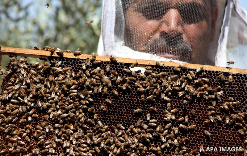 palestinian beekeepers inspect hives at an apiary near the central Gaza Strip refugee camp of Bureij on May 08, 2012. Husam El-Ashqar, the Gaza farmer who owns the apiary says his 35 hives produce some 350 kilos of honey...