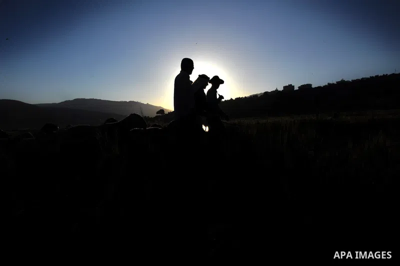 A Palestinian farmer harvests wheat during harvest season, on a farm near the West Bank town of Nablus, on May 9, 2012. Photo by Nedal Shtieh