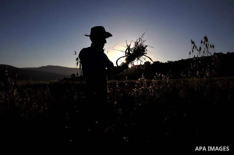 A Palestinian farmer harvests wheat during harvest season, on a farm near the West Bank town of Nablus, on May 9, 2012. Photo by Nedal Shtieh