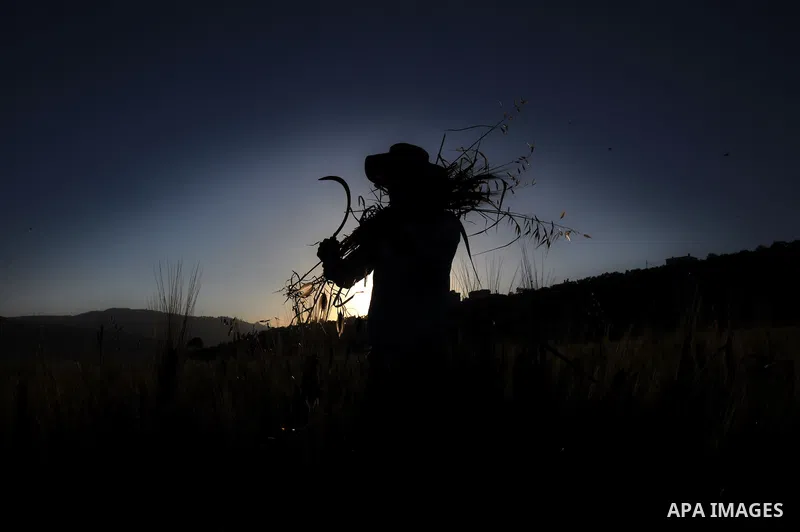 A Palestinian farmer harvests wheat during harvest season, on a farm near the West Bank town of Nablus, on May 9, 2012. Photo by Nedal Shtieh