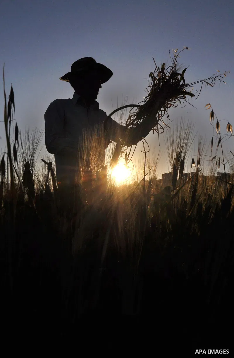 A Palestinian farmer harvests wheat during harvest season, on a farm near the West Bank town of Nablus, on May 9, 2012. Photo by Nedal Shtieh