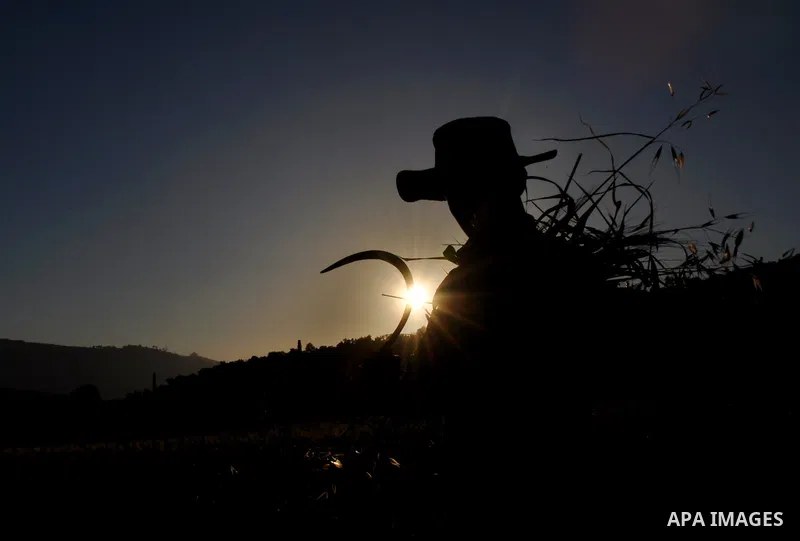 A Palestinian farmer harvests wheat during harvest season, on a farm near the West Bank town of Nablus, on May 9, 2012. Photo by Nedal Shtieh