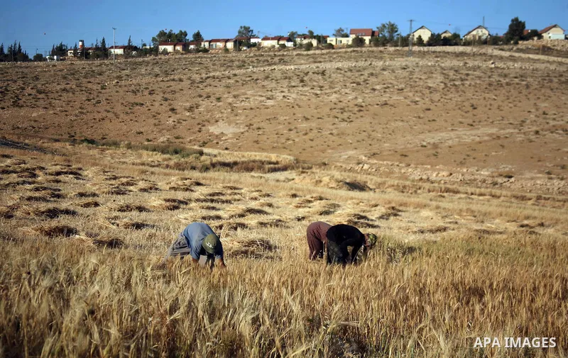 Palestinians harvest a wheat crop at a farm in the southern Hebron, Kherbet Om El Kheir near the jewish settlement of Karmel, in the West Bank, on May 20, 2012. Photo by Mamoun Wazwaz