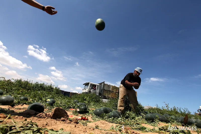 Palestinian farmers collect a watermelon crop from their fields in the city of Rafah, Southern Gaza Strip, 21 May 2012. Rafah, a city bordering Israel, is one of the largest agricultural areas in the Gaza Strip. Photo by...