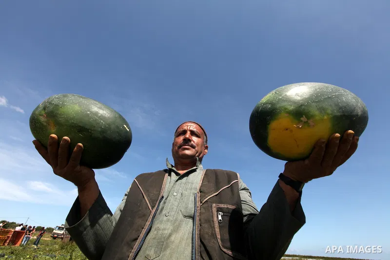 Palestinian farmers collect a watermelon crop from their fields in the city of Rafah, Southern Gaza Strip, 21 May 2012. Rafah, a city bordering Israel, is one of the largest agricultural areas in the Gaza Strip. Photo by...