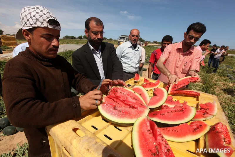 Palestinian farmers collect a watermelon crop from their fields in the city of Rafah, Southern Gaza Strip, 21 May 2012. Rafah, a city bordering Israel, is one of the largest agricultural areas in the Gaza Strip. Photo by...