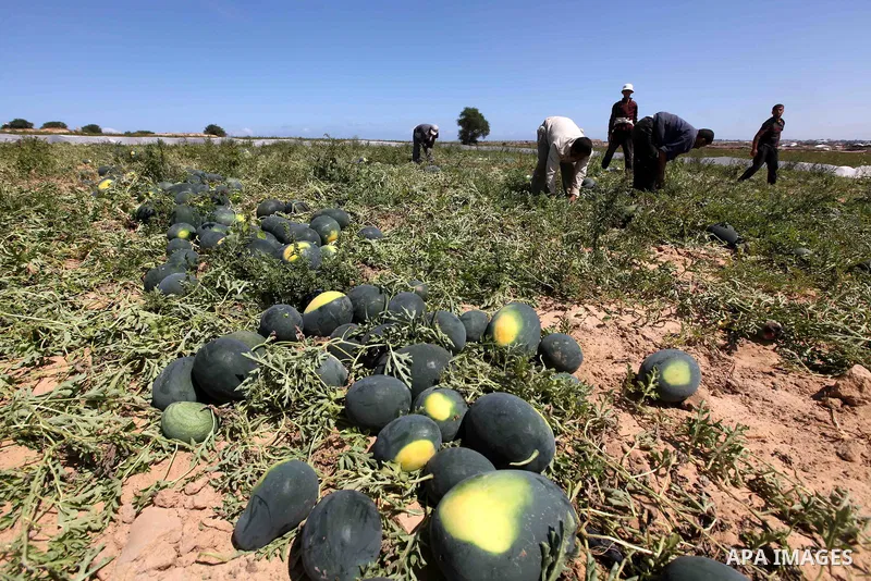 Palestinian farmers collect a watermelon crop from their fields in the city of Rafah, Southern Gaza Strip, 21 May 2012. Rafah, a city bordering Israel, is one of the largest agricultural areas in the Gaza Strip. Photo by...