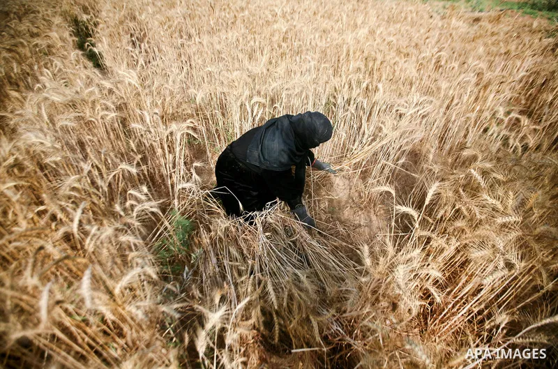A Palestinian female farmer harvests wheat by means of a small sickle outside the city of Khan Younis, Southern Gaza Strip, 20 May 2012. Khan Younis, a city bordering Israel, is one of the largest agricultural areas in t...