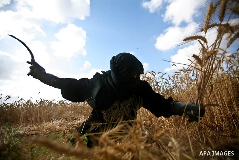 A Palestinian female farmer harvests wheat by means of a small sickle outside the city of Khan Younis, Southern Gaza Strip, 20 May 2012. Khan Younis, a city bordering Israel, is one of the largest agricultural areas in t...