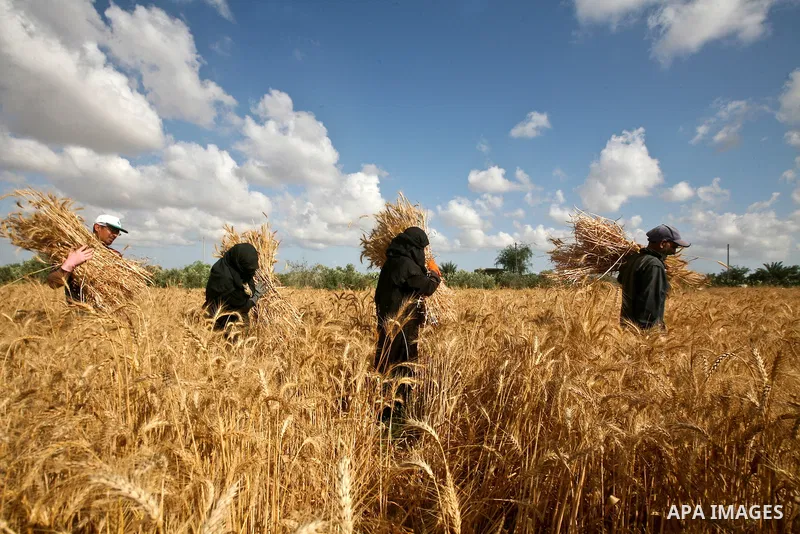 Palestinians farmer harvest wheat by means of a small sickle outside the city of Khan Younis, Southern Gaza Strip, 21 May 2012. Khan Younis, a city bordering Israel, is one of the largest agricultural areas in the Gaza S...