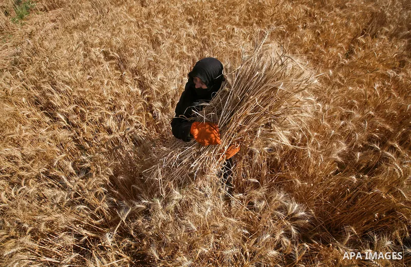 A Palestinian female farmer harvests wheat by means of a small sickle outside the city of Khan Younis, Southern Gaza Strip, 20 May 2012. Khan Younis, a city bordering Israel, is one of the largest agricultural areas in t...