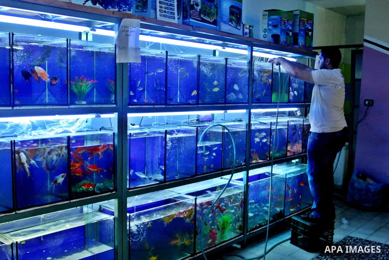 A Palestinian vendor displays the fish for sale in his shop in the West Bank city of Nablus, on May 22, 2012.Photo by Nedal Shtieh.