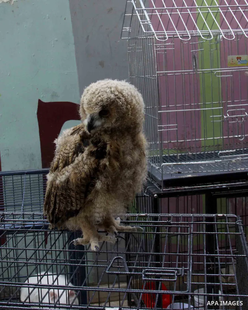 A Palestinian vendor displays the birds for sale in his shop in the West Bank city of Nablus, on May 22, 2012. Photo by Nedal Shtieh.