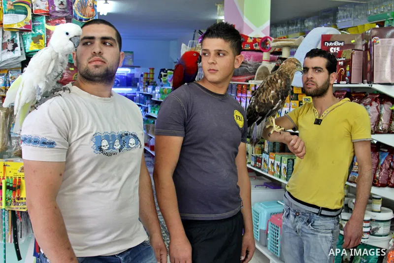 A Palestinian vendor displays the birds for sale in his shop in the West Bank city of Nablus, on May 22, 2012. Photo by Nedal Shtieh.