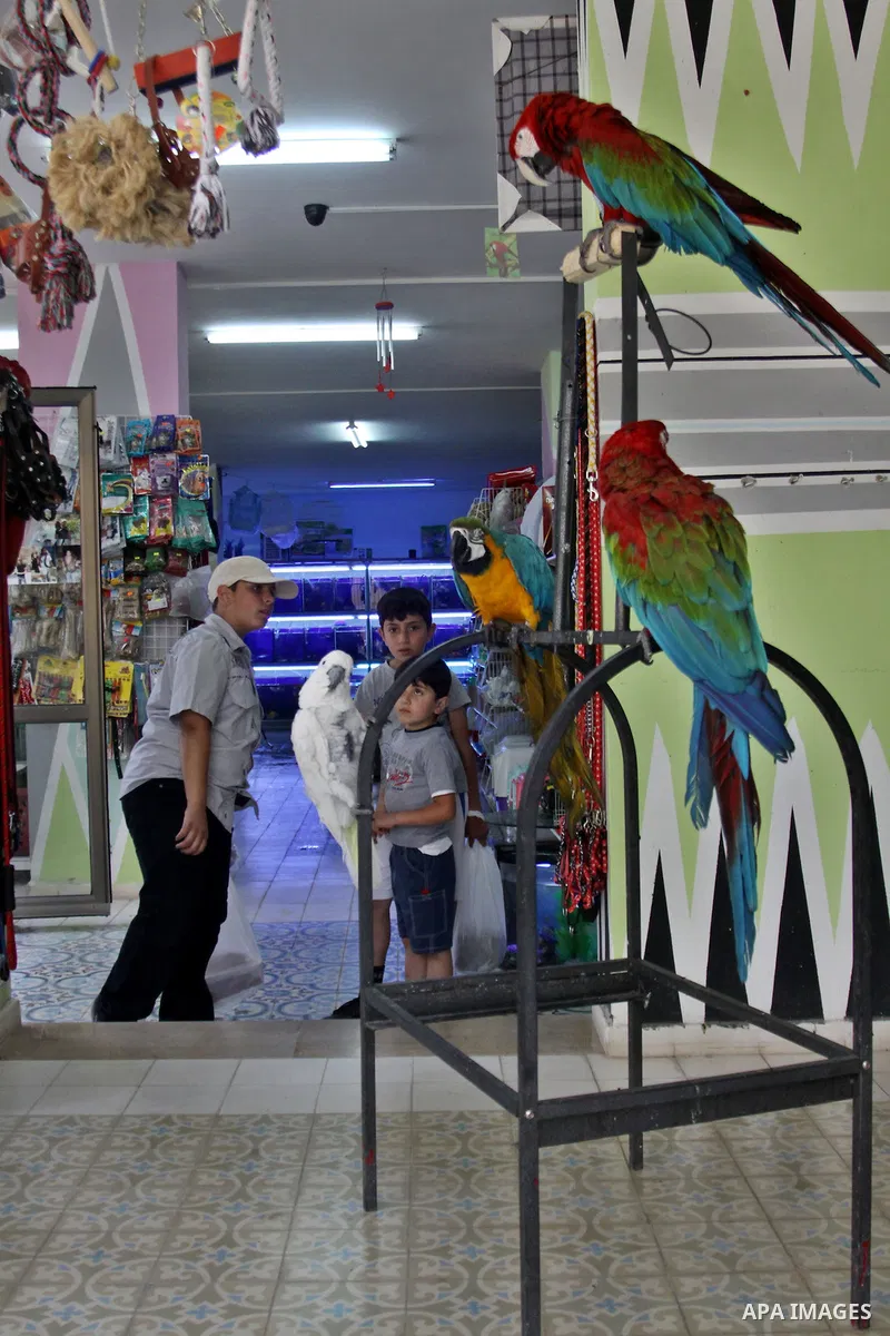 A Palestinian vendor displays the birds for sale in his shop in the West Bank city of Nablus, on May 22, 2012. Photo by Nedal Shtieh.
