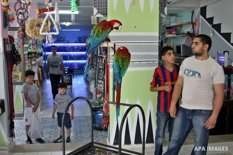A Palestinian vendor displays the birds for sale in his shop in the West Bank city of Nablus, on May 22, 2012. Photo by Nedal Shtieh.