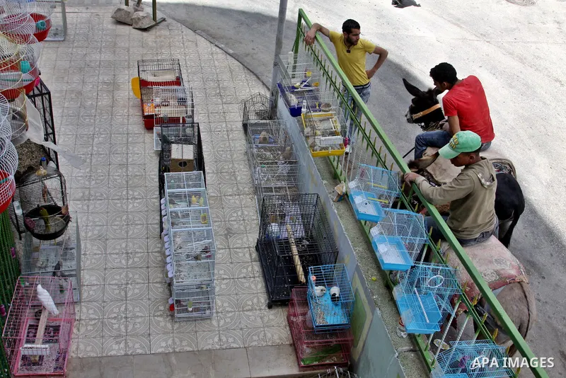 A Palestinian vendor displays the birds for sale in his shop in the West Bank city of Nablus, on May 22, 2012. Photo by Nedal Shtieh.