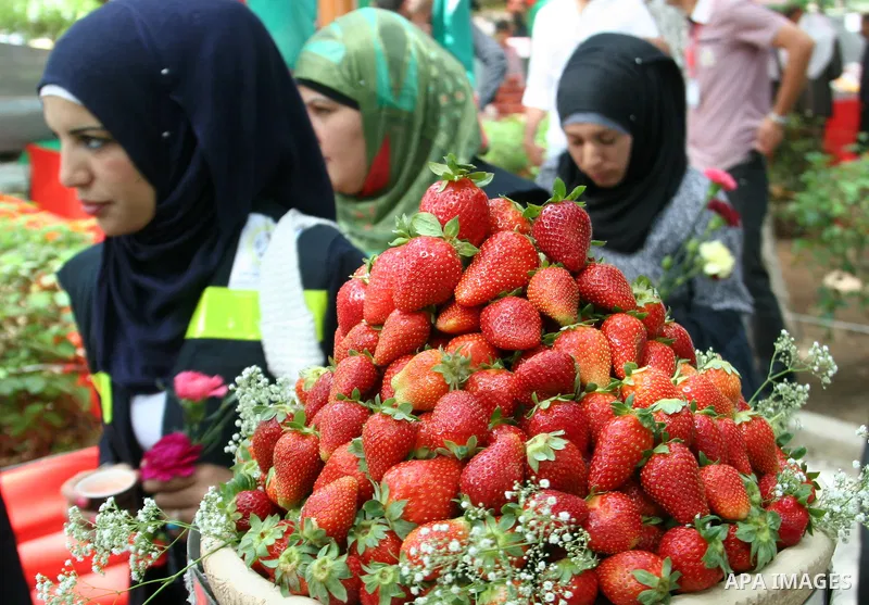 Palestinian women participate in the opening of Palestinian agricultural festival at strawberry and roses , in the West Bank city of Nablus on May 23, 2012. Photo by Nedal Eshtayah