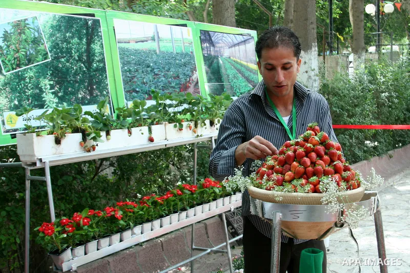 A Palestinian man participates in the opening of Palestinian agricultural festival at strawberry and roses , in the West Bank city of Nablus on May 23, 2012. Photo by Nedal Eshtayah