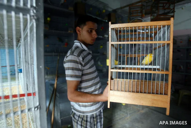 A Palestinian vendor displays different types of birds at his shop in the southern Gaza, Rafah refugee camp on May 24, 2012. Photo by Eyad Al Baba