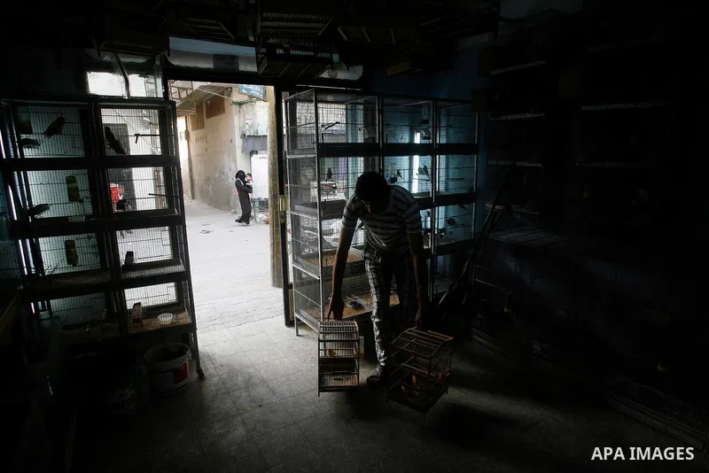 A Palestinian vendor displays different types of birds at his shop in the southern Gaza, Rafah refugee camp on May 24, 2012. Photo by Eyad Al Baba