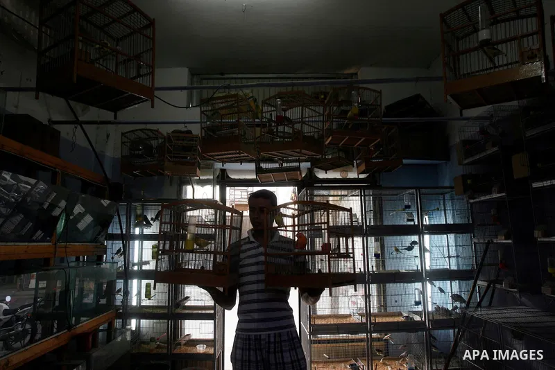 A Palestinian vendor displays different types of birds at his shop in the southern Gaza, Rafah refugee camp on May 24, 2012. Photo by Eyad Al Baba