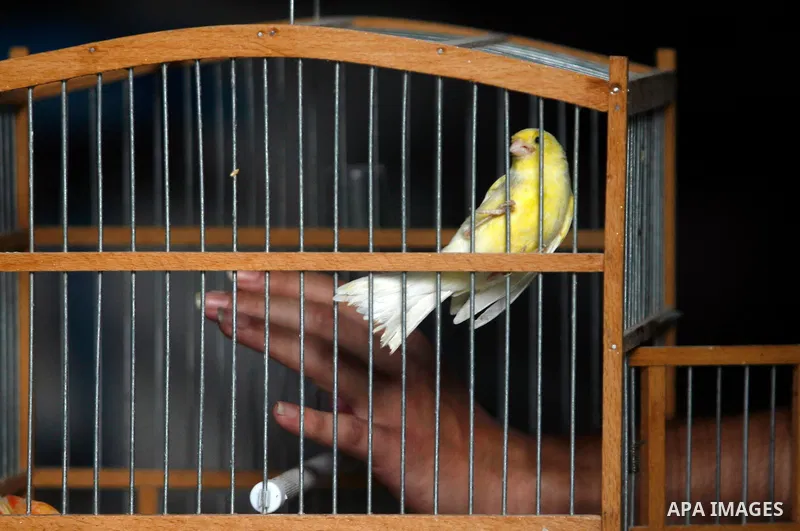A Palestinian vendor displays different types of birds at his shop in the southern Gaza, Rafah refugee camp on May 24, 2012. Photo by Eyad Al Baba