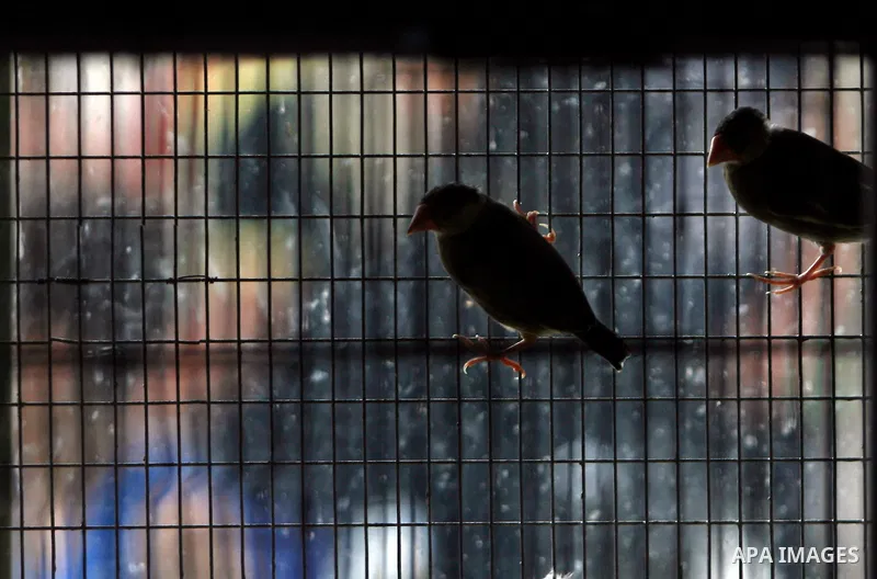 A Palestinian vendor displays different types of birds at his shop in the southern Gaza, Rafah refugee camp on May 24, 2012. Photo by Eyad Al Baba