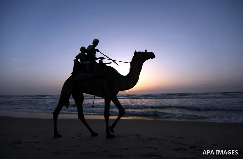 Palestinians ride their camels during sunset on the beach of Gaza City on May 24, 2012. Gaza beach is the only outlet for the Palestinians after tightening the Israeli blockade on the Gaza Strip. Photo by Majdi Fathi
