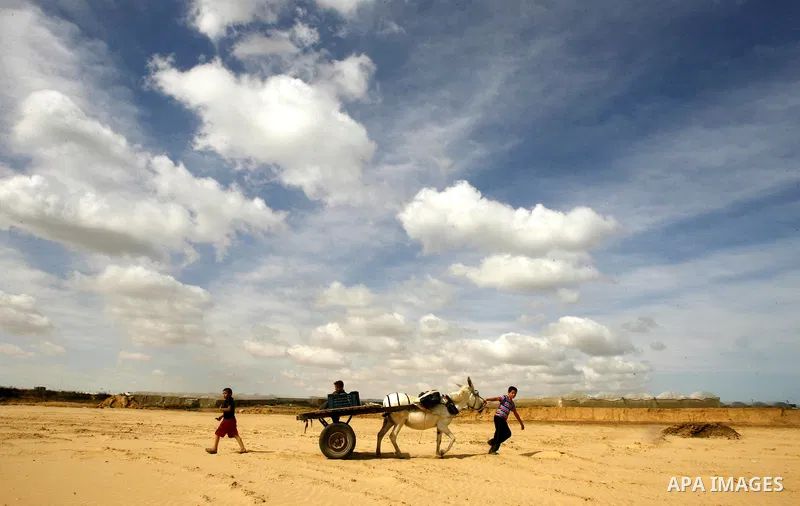 Palestinian boys ride a donkey cart in in Rafah, near the Israel border, in the southern Gaza Strip, 26 May 2012. the annual wheat harvest season in Rafah, near the Israel border. Photo by Eyad Al Baba