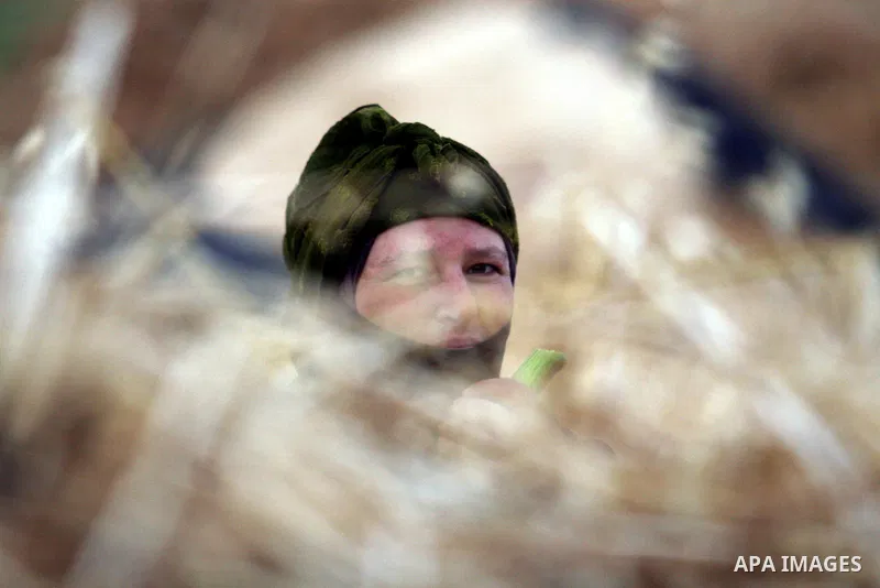 A Palestinian farmer woman harvests wheat by hand on her farm in the village of Deir Ballout, west of the city of Ramallah, in the Israeli occupied Palestinian West Bank on May 27, 2012.The Palestinian economy is experie...