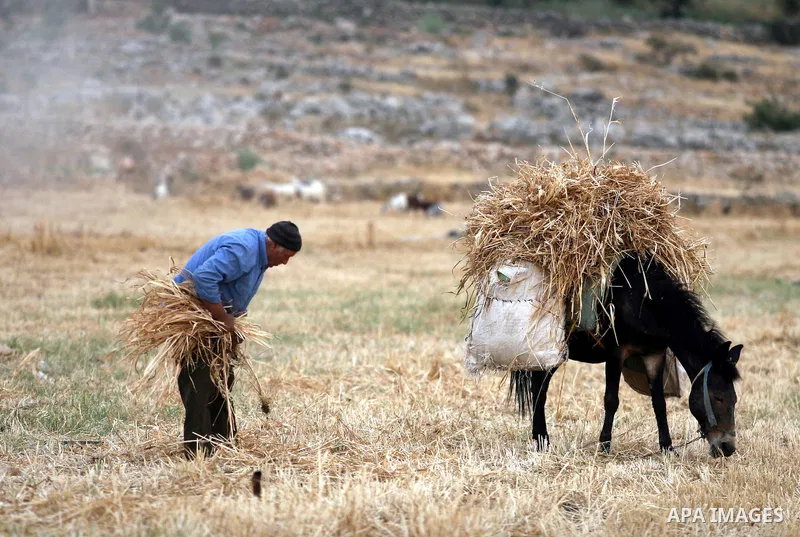 Palestinian farmers load a combine harvester with wheat during the annual harvest season in the village of Deir Ballout, west of the city of Ramallah, in the Israeli occupied Palestinian West Bank on May 27, 2012.The Pal...