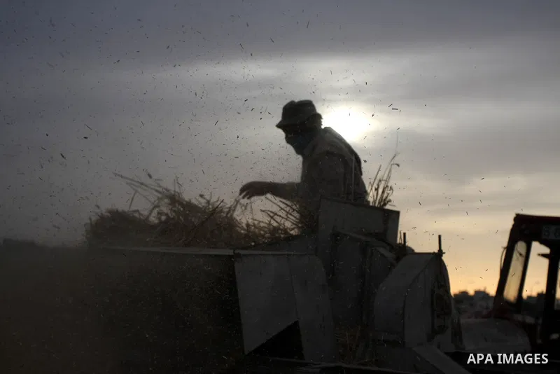 Palestinian farmers load a combine harvester with wheat during the annual harvest season in the village of Deir Ballout, west of the city of Ramallah, in the Israeli occupied Palestinian West Bank on May 27, 2012.The Pal...