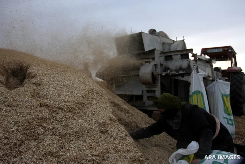 Palestinian farmers load a combine harvester with wheat during the annual harvest season in the village of Deir Ballout, west of the city of Ramallah, in the Israeli occupied Palestinian West Bank on May 27, 2012.The Pal...