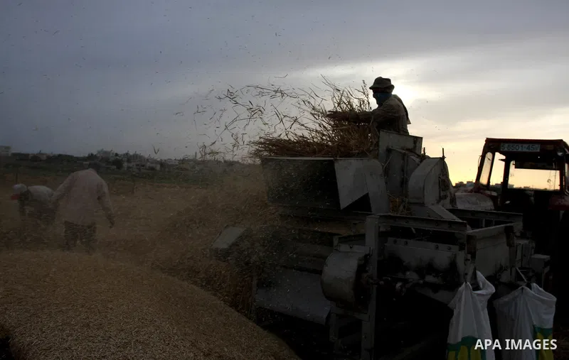 Palestinian farmers load a combine harvester with wheat during the annual harvest season in the village of Deir Ballout, west of the city of Ramallah, in the Israeli occupied Palestinian West Bank on May 27, 2012.The Pal...