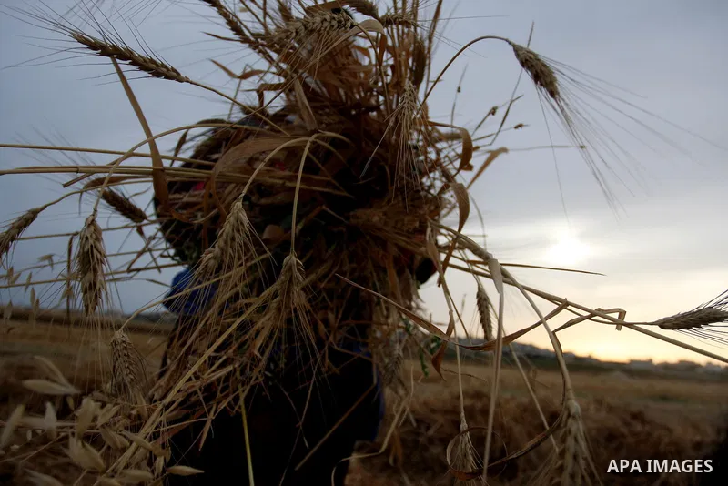 Palestinian farmers load a combine harvester with wheat during the annual harvest season in the village of Deir Ballout, west of the city of Ramallah, in the Israeli occupied Palestinian West Bank on May 27, 2012.The Pal...