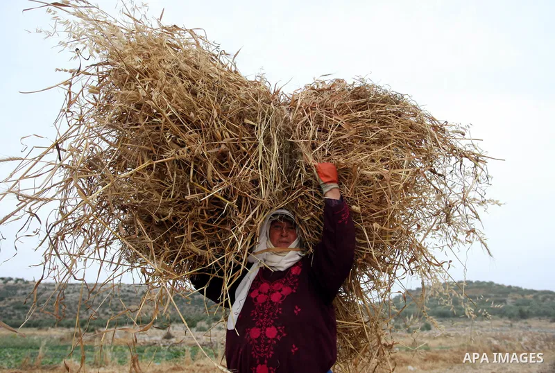 A Palestinian farmer woman harvests wheat by hand on her farm in the village of Deir Ballout, west of the city of Ramallah, in the Israeli occupied Palestinian West Bank on May 27, 2012.The Palestinian economy is experie...