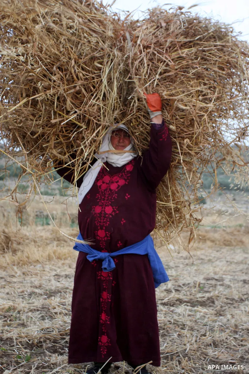 A Palestinian farmer woman harvests wheat by hand on her farm in the village of Deir Ballout, west of the city of Ramallah, in the Israeli occupied Palestinian West Bank on May 27, 2012.The Palestinian economy is experie...