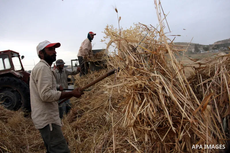 Palestinian farmers load a combine harvester with wheat during the annual harvest season in the village of Deir Ballout, west of the city of Ramallah, in the Israeli occupied Palestinian West Bank on May 27, 2012.The Pal...