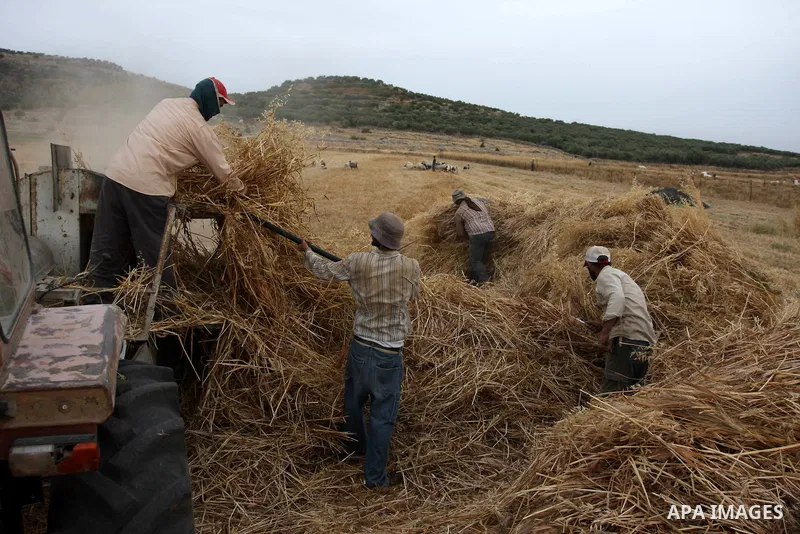 Palestinian farmers load a combine harvester with wheat during the annual harvest season in the village of Deir Ballout, west of the city of Ramallah, in the Israeli occupied Palestinian West Bank on May 27, 2012.The Pal...