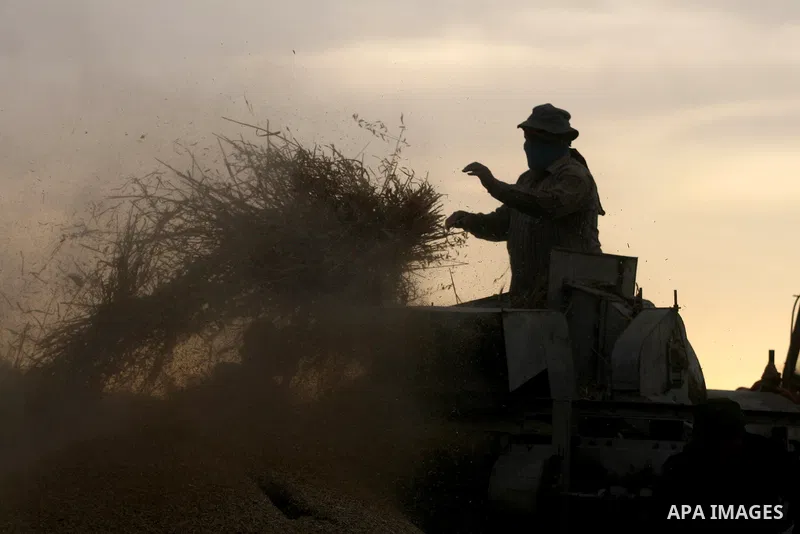 Palestinian farmers load a combine harvester with wheat during the annual harvest season in the village of Deir Ballout, west of the city of Ramallah, in the Israeli occupied Palestinian West Bank on May 27, 2012.The Pal...