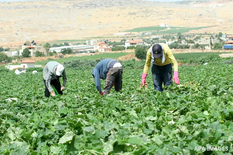 Palestinian farmers harvest Armenian cucumbers known locally as Faqoos in Fara refugee camp near in the West Bank city of Jenin. in the Israeli occupied Palestinian West Bank on May 29, 2012. The Palestinian economy is e...