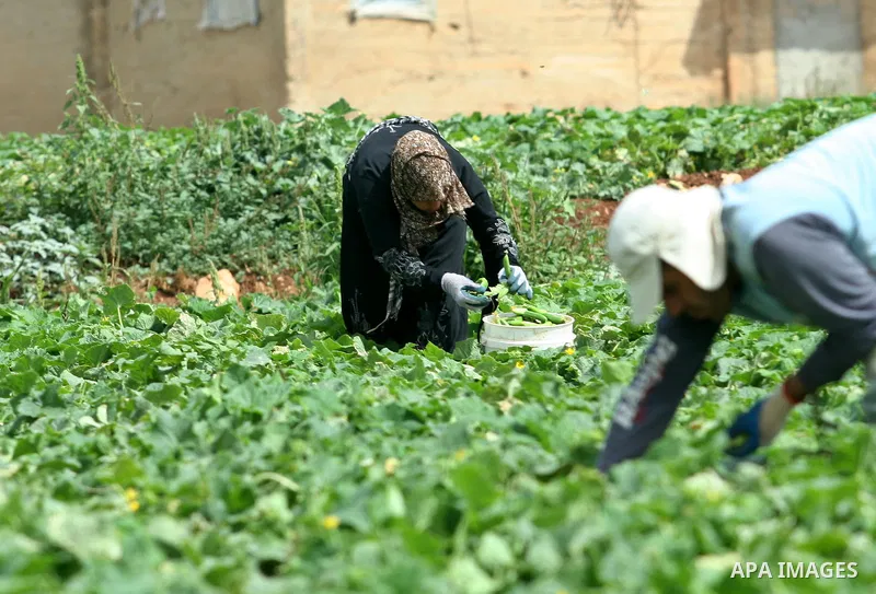 Palestinian farmers harvest Armenian cucumbers known locally as Faqoos in Fara refugee camp near in the West Bank city of Jenin. in the Israeli occupied Palestinian West Bank on May 29, 2012. The Palestinian economy is e...