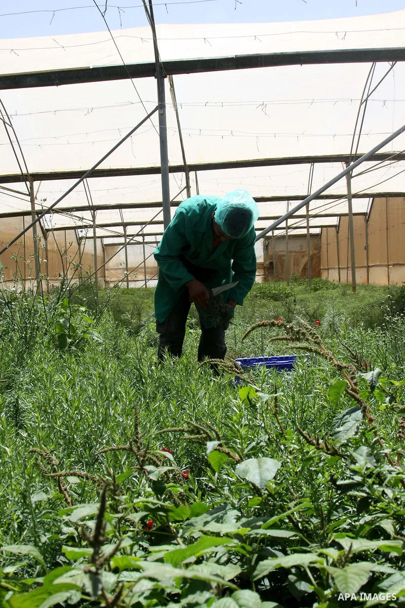 Palestinian farmers pick of the medicinal herbs and packed in cartons and exported to be sold in the countries of Europe, in the village of Tamoun near in the West Bank city of Jenin, on May 30, 2012. The Palestinian eco...